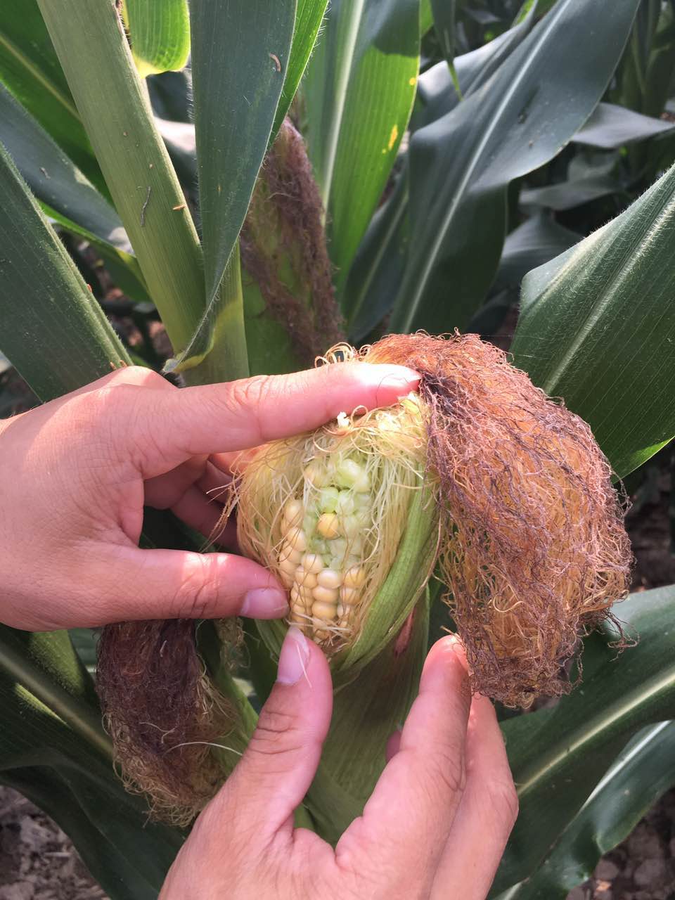高溫對玉米影響嚴重