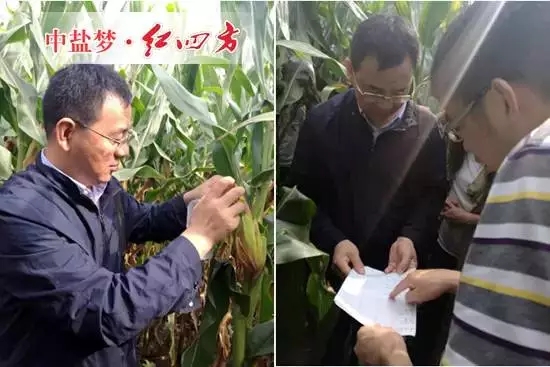 紅四方副總經理陳勇(左一)查看玉米長勢。 紅四方副總經理陳勇(左一)查看玉米長勢。