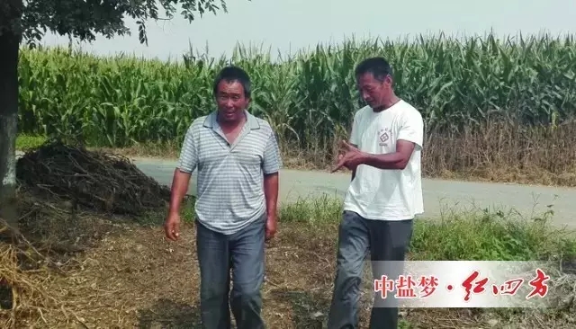 李經理第一年推廣玉米控失肥，期間已經多次頂著太陽進入玉米地觀察長勢。
