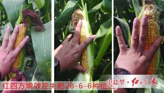 紅四方增效控失肥施肥后，玉米長勢好，對比其他肥料，個頭大！