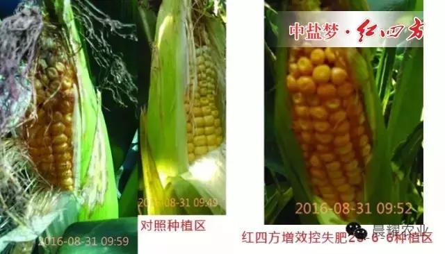 對照種植區玉米出現不同程度的病害，而紅四方增效控失肥種植區玉米抵抗力強，沒有出現病害。