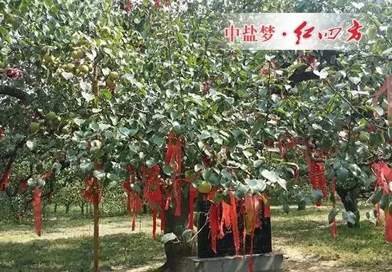 黃河故道示范區(qū)農(nóng)業(yè)綜合服務中心打造的“數(shù)字果園”梨樹王示范點成為最亮的一顆“明星”。