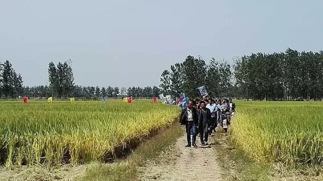 紅四方潘集區總代理顏玲組織的控失肥水稻效果觀摩會現場。
