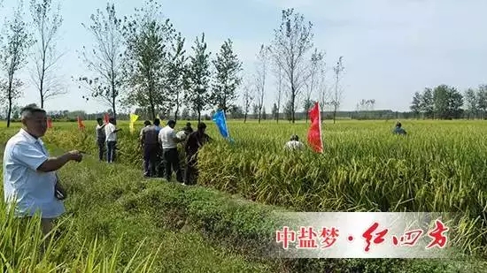 你們看，這使用紅四方控失肥的水稻結出的穗子又多又大，籽粒還真不輕，這使用其他品牌肥料的水稻明顯發育不足啊