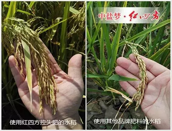 水稻用了紅四方控失肥后，我不再像往年那樣左一遍施肥，右又一遍追肥了，只要把底肥施足了