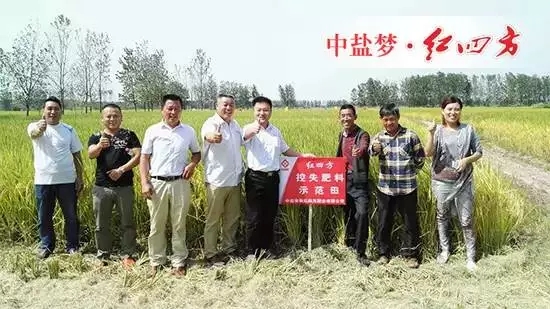 眼見為實，耳聽為虛。今天，老鄉們是親眼看到了紅四方控失肥的神奇效果，莊稼長得好，產量自然高。