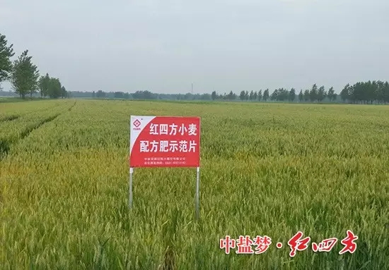 紅四方小麥配方肥,效果真不錯! 紅四方小麥配方肥,效果真不錯!