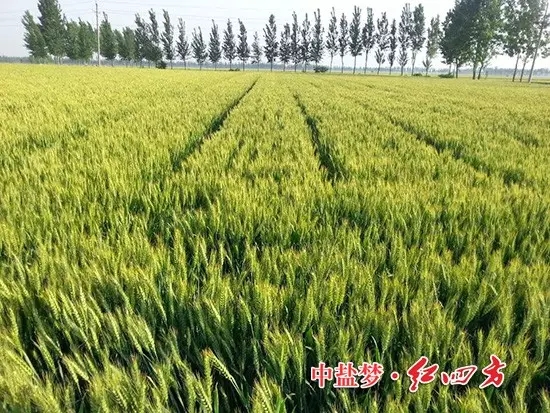 2015年5月,河南業務員發來的圖片,施用紅四方肥料的小麥穗大,粒飽,產量高! 2015年5月,河南業務員發來的圖片,施用紅四方肥料的小麥穗大,粒飽,產量高!