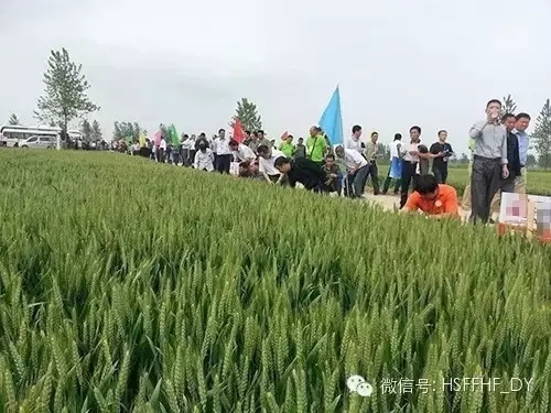 2016年5月11日,安徽蕪湖火龍崗鎮天葉農資公司和70多位種植大戶,共同見證紅四方控失肥長效高產的效果表現: 小麥根系發達濃密,麥穗結粒多,長勢茂盛,麥苗莖桿茁壯,籽粒飽滿,沒有死穗,禿尖。 2016年5月11日,安徽蕪湖火龍崗鎮天葉農資公司和70多位種植大戶,共同見證紅四方控失肥長效高產的效果表現: 小麥根系發達濃密,麥穗結粒多,長勢茂盛,麥苗莖桿茁壯,籽粒飽滿,沒有死穗,禿尖。