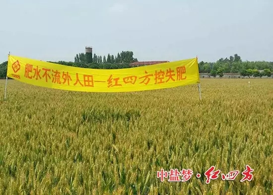 在河南遂平,施用紅四方控失肥的小麥長勢很好,桿壯葉青穗大,麥浪滾滾,煞是喜人! 在河南遂平,施用紅四方控失肥的小麥長勢很好,桿壯葉青穗大,麥浪滾滾,煞是喜人!