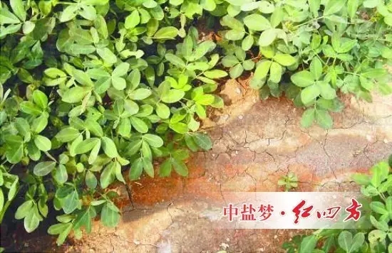 長期單獨施用氯化銨、氯化鉀、含氯復合肥等生理酸性肥料，一方面會引起土壤變酸，使土壤有益微生物活動受影響