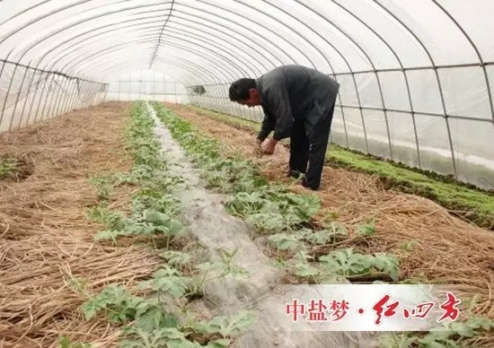 西瓜生長速度快，需肥量大，特別是在大棚覆蓋條件下，每畝產量可達3500千克以上，需肥量明顯增加。