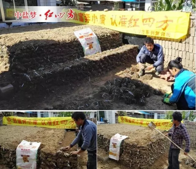 每當歸育苗時，田老伯一家就忙碌起來，他們將精挑細選捆扎好的歸根，一層一層疊放在院子里，每層之間撒上拌好肥料的土壤，以便在當歸育苗期間提供充足的養分。