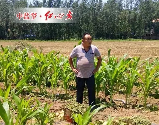 套種玉米、土豆，李滿意巡視自己家施用紅四方硫酸鉀復合肥長勢優良的土豆