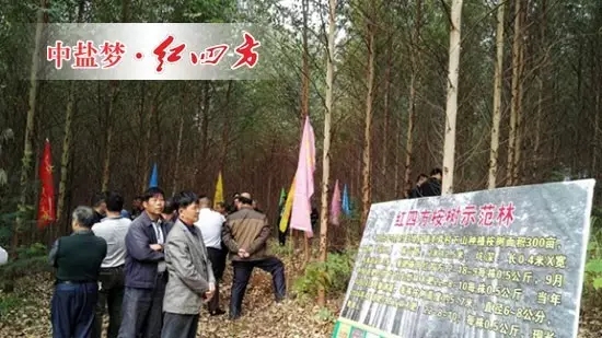 施用紅四方桉樹肥科學施用及科學栽種法展示牌 施用紅四方桉樹肥科學施用及科學栽種法展示牌