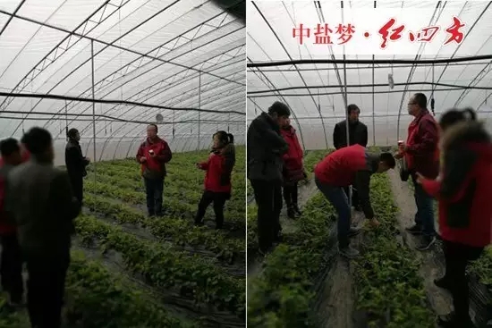 1月14日，我們與紅四方德州市區域業務經理程林一道回訪了使用紅四方懸浮劑水溶肥的農戶。