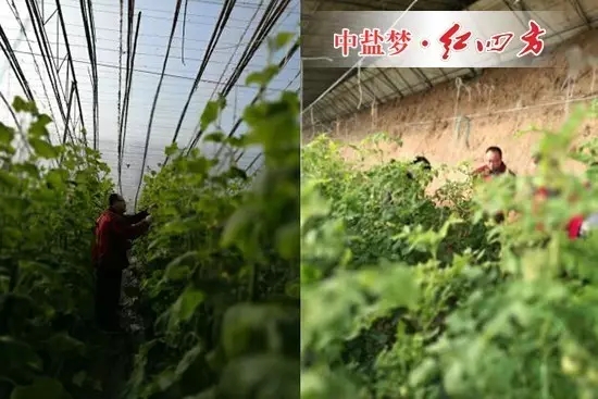 成熟的黃瓜垂下來，鮮嫩的花朵仍在開。