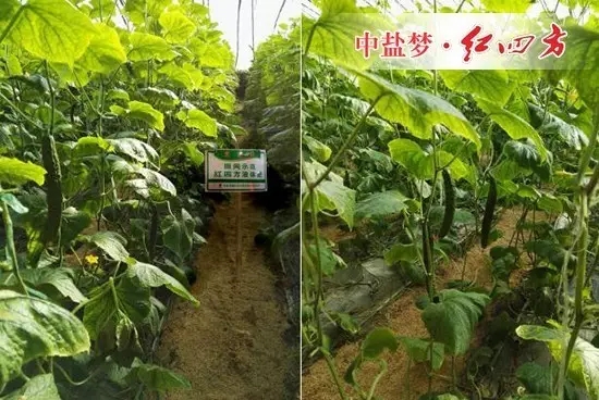 瓜條直、顏色綠、口感好的黃瓜在這里。