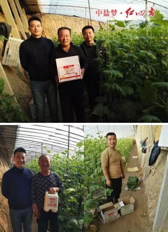 大伙兒反映，用紅四方懸浮劑水溶肥，黃瓜長勢旺，瓜條直、顏色綠、口感好，產量比同時期沒有用的都有不同程度增加，今年又是一個豐收年，今年又是一個大賣年！