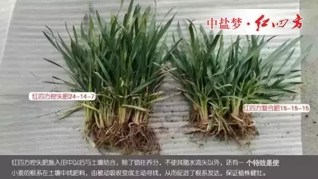 2016年3月7日，山東省青州市劉經理經銷紅四方肥料多年，通過試驗對比，他發現施用紅四方增效控失肥的小麥，從苗期開始，根系發達，植株長勢健壯，葉片濃綠；到穗期，秸稈壁厚粗壯，麥穗粗大籽粒飽滿，畝產量提高10-17%。